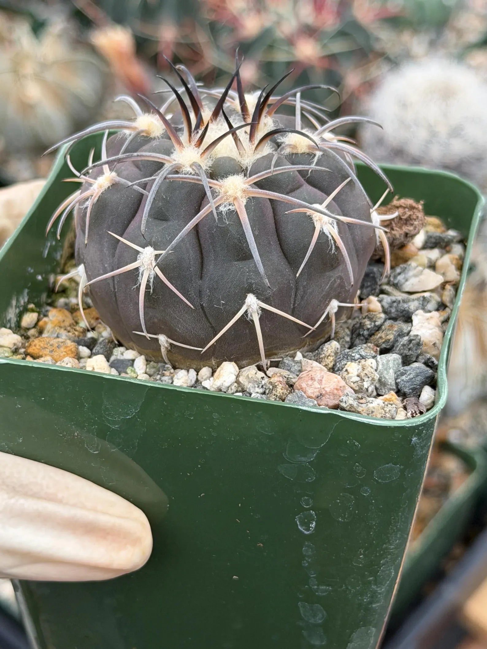 Gymnocalycium Spegazzinii Purple Skin Seed Grown Live Cactus | 3.5" Pot