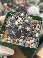 Gymnocalycium Spegazzinii Purple Skin Seed Grown Live Cactus | 3.5" Pot