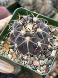 Gymnocalycium Spegazzinii Purple Skin Seed Grown Live Cactus | 3.5" Pot