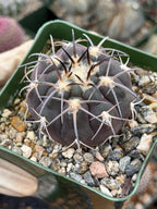 Gymnocalycium Spegazzinii Purple Skin Seed Grown Live Cactus | 3.5" Pot