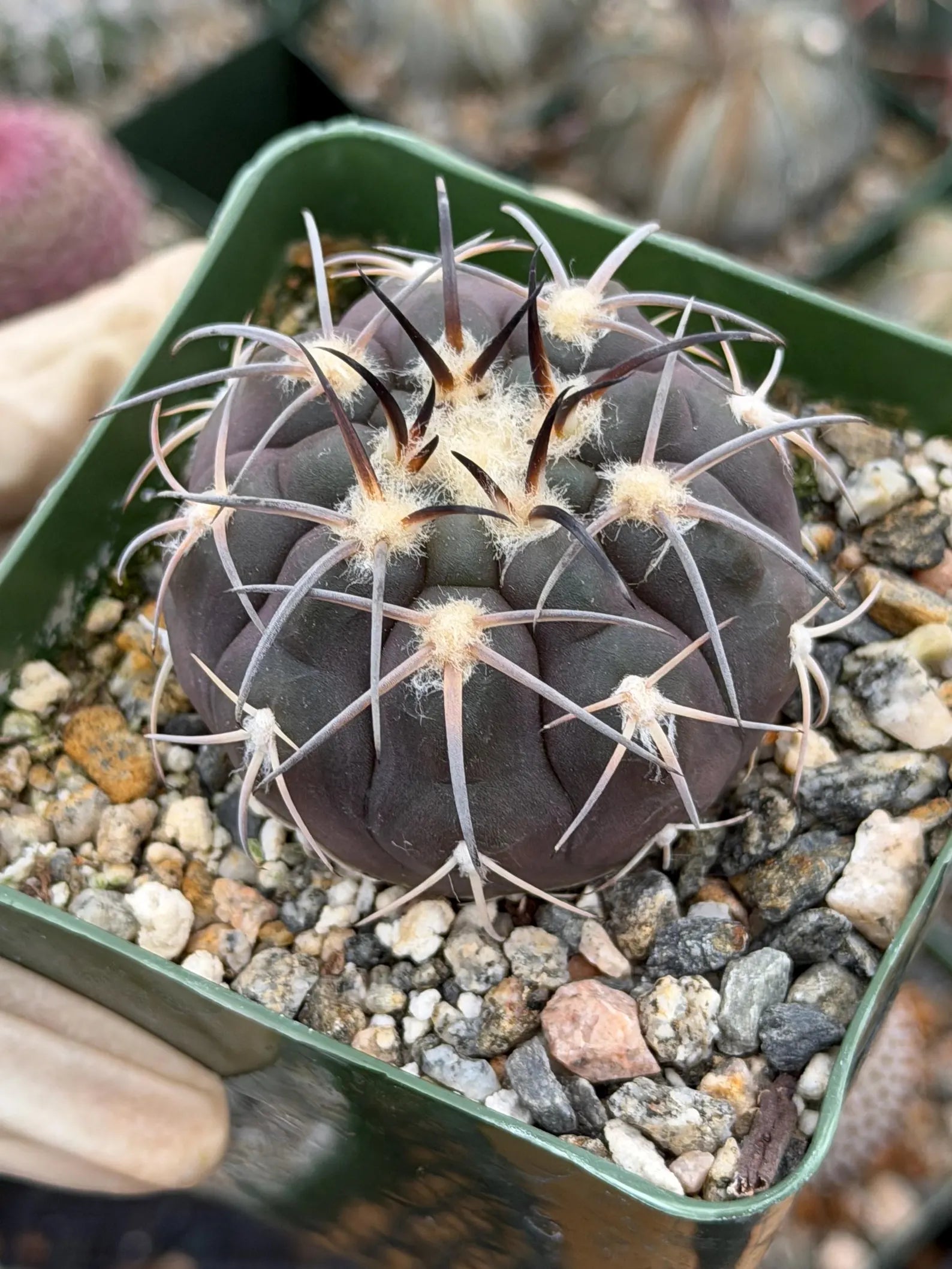 Gymnocalycium Spegazzinii Purple Skin Seed Grown Live Cactus | 3.5" Pot