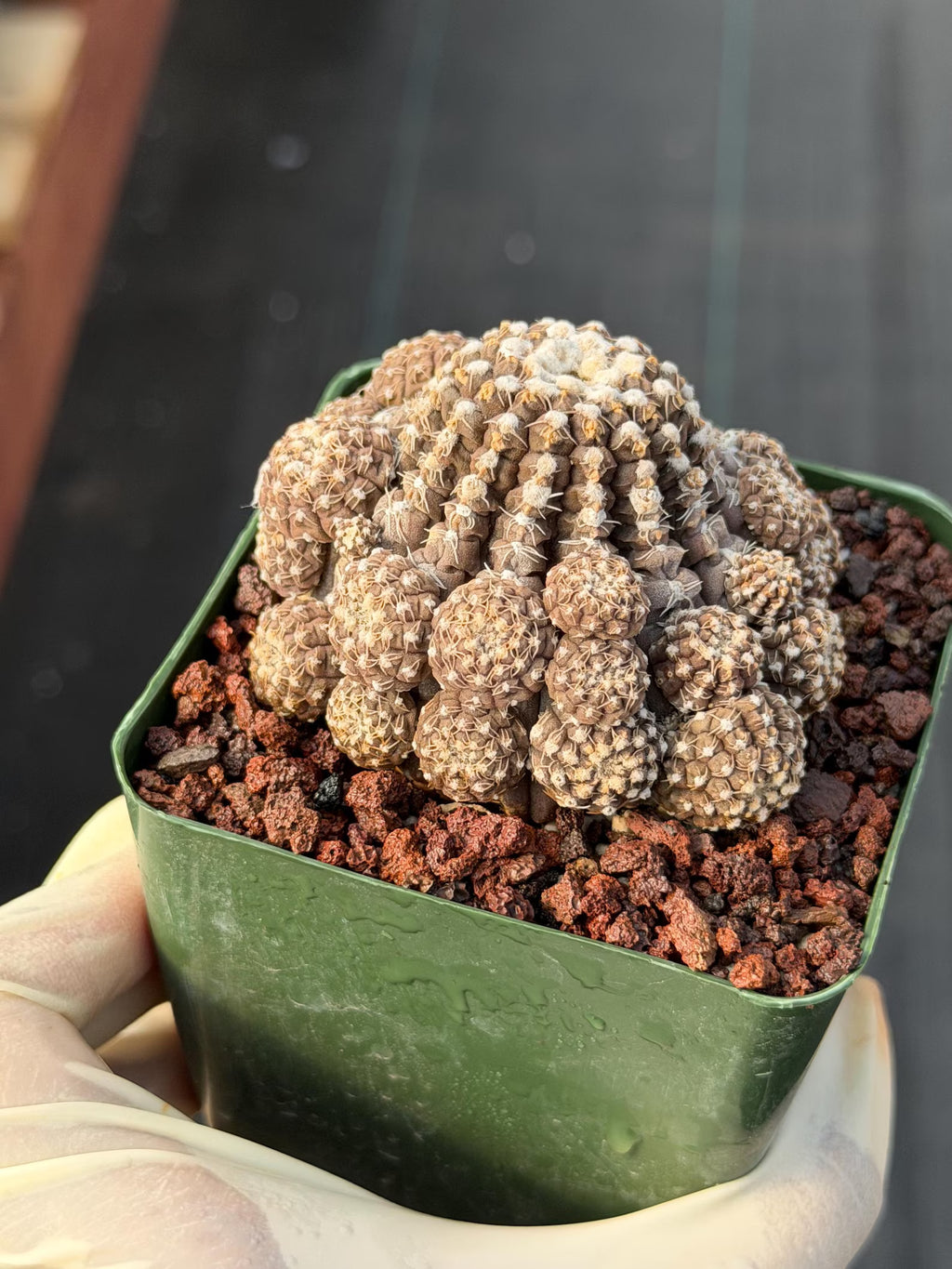 3.5" Gymnocalycium Ragonesei Cluster #346 | Rare Seed Grown UFO Cactus | Live Collector Cactus | Exact Plant