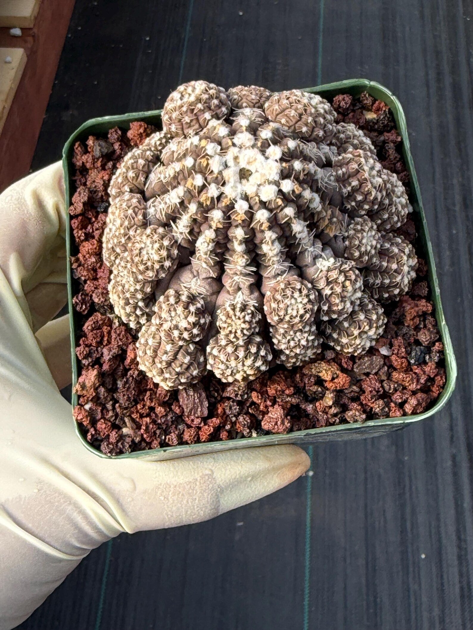 3.5" Gymnocalycium Ragonesei Cluster #346 | Rare Seed Grown UFO Cactus | Live Collector Cactus | Exact Plant