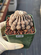 3.5" Gymnocalycium Ragonesei Cluster #346 | Rare Seed Grown UFO Cactus | Live Collector Cactus | Exact Plant