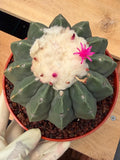 Melocactus Matanzanus Spineless | Rare Live Cactus Plant #731