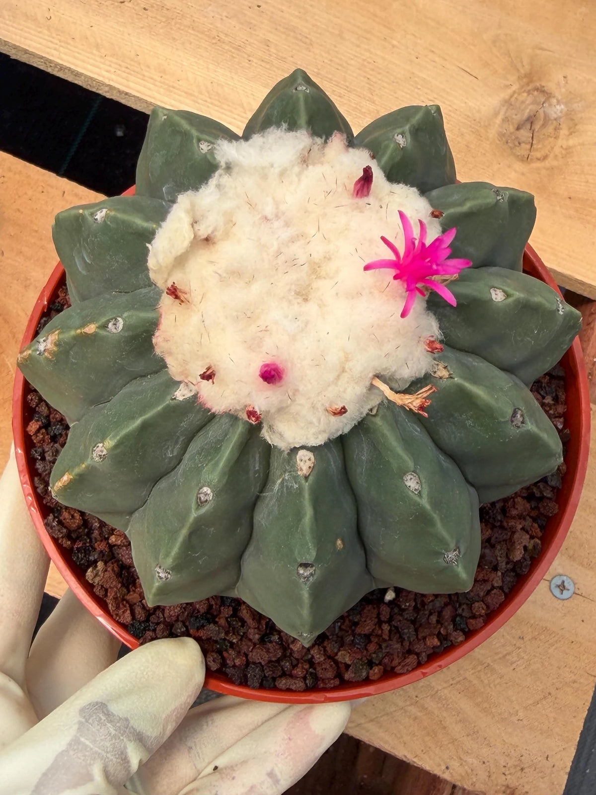 Melocactus Matanzanus Spineless | Rare Live Cactus Plant #731