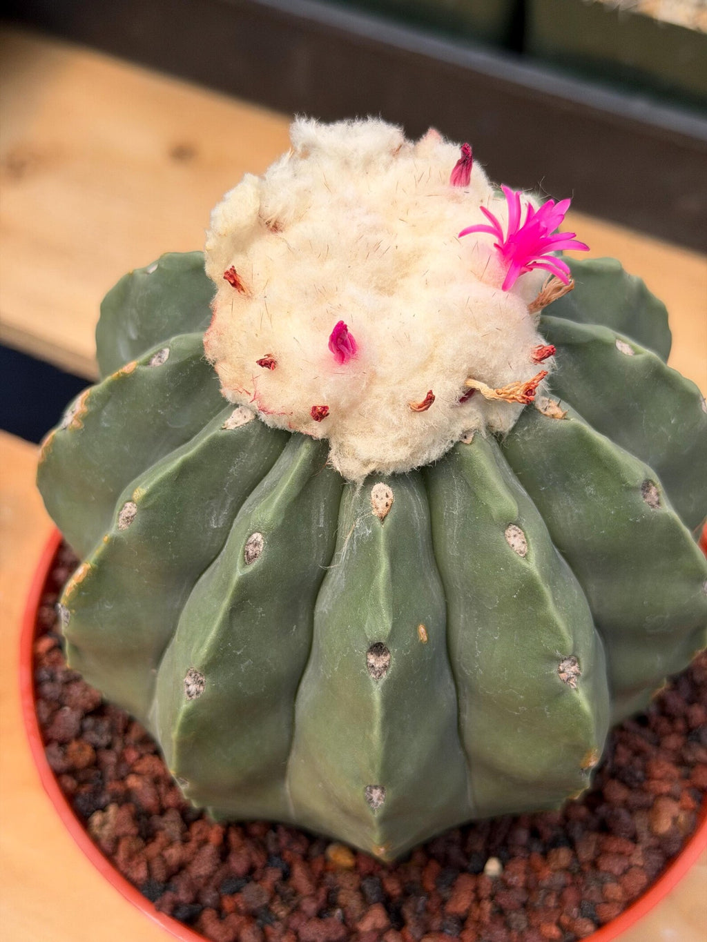 Melocactus Matanzanus Spineless | Rare Live Cactus Plant #731