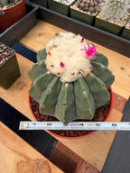 Melocactus Matanzanus Spineless | Rare Live Cactus Plant #731