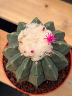 Melocactus Matanzanus Spineless | Rare Live Cactus Plant #731