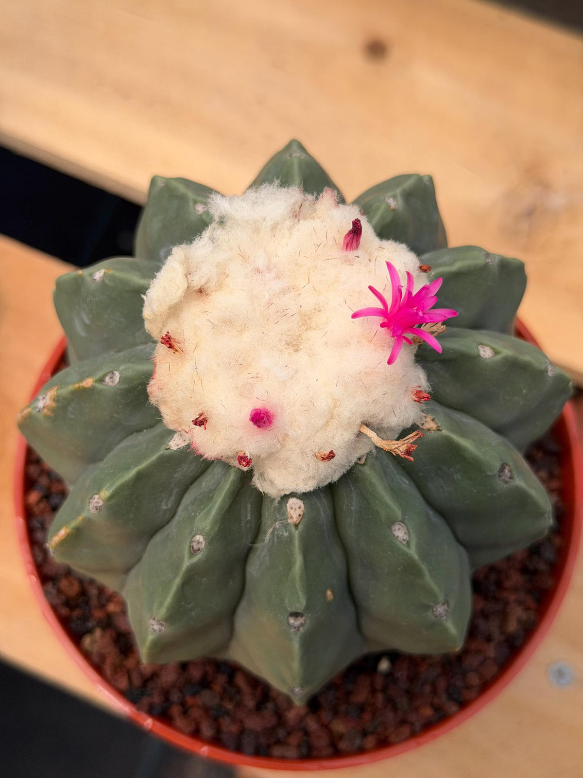 Melocactus Matanzanus Spineless | Rare Live Cactus Plant #731