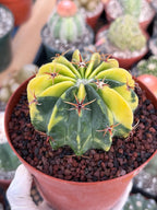 Variegated Echinocactus texensis | Rare Horse Crippler Cactus #410