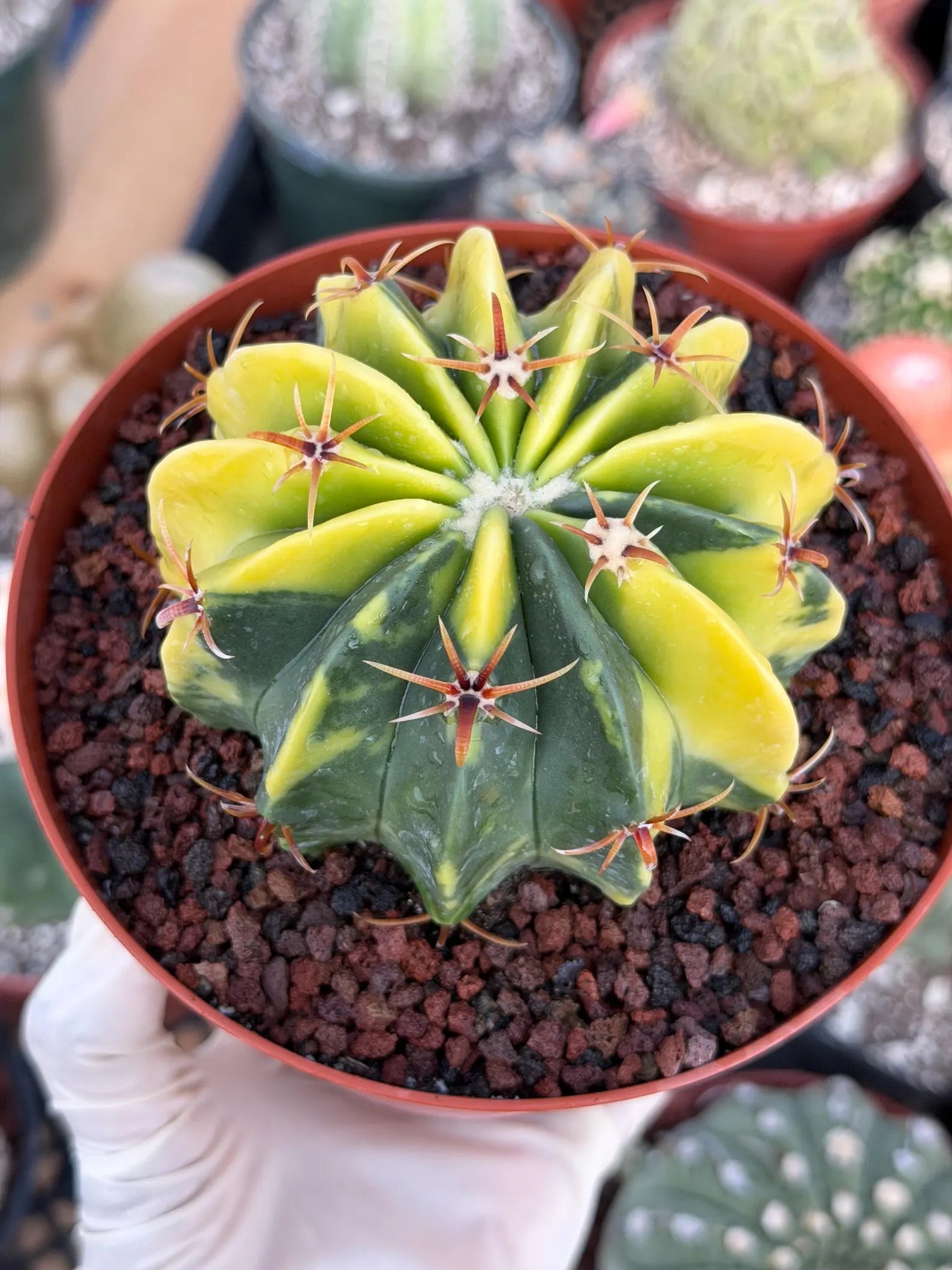 Variegated Echinocactus texensis | Rare Horse Crippler Cactus #410