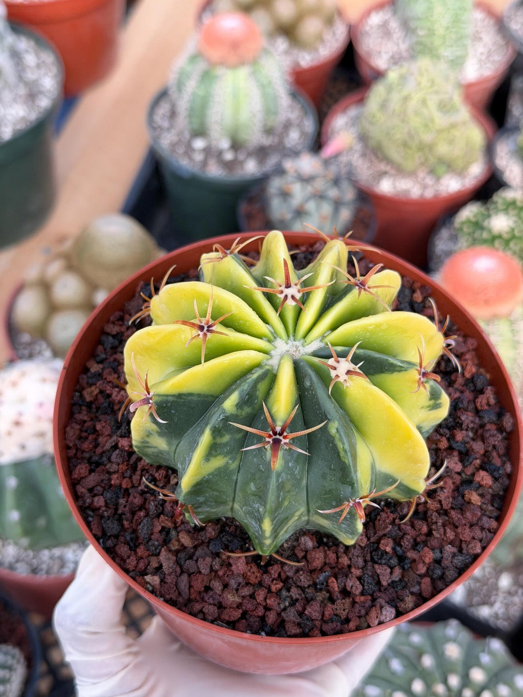 Seed Grown Echinocactus Texensis Ayanami | Rare Live Cactus | 6" Pot | #410