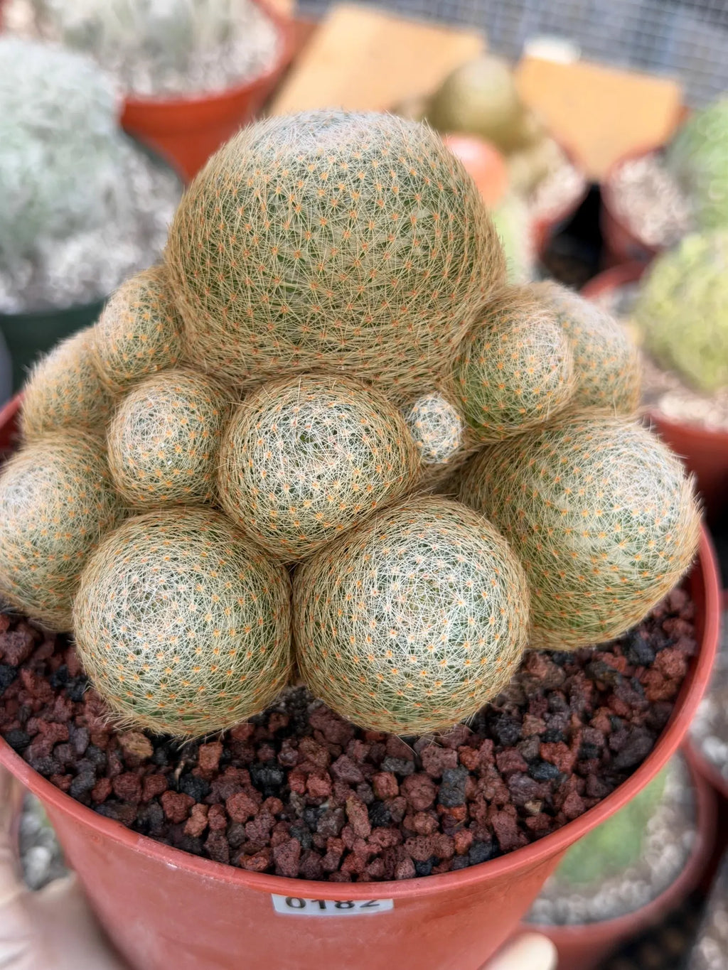 Mammillaria Lenta Cluster Golden Spine Form | Specimen Cactus