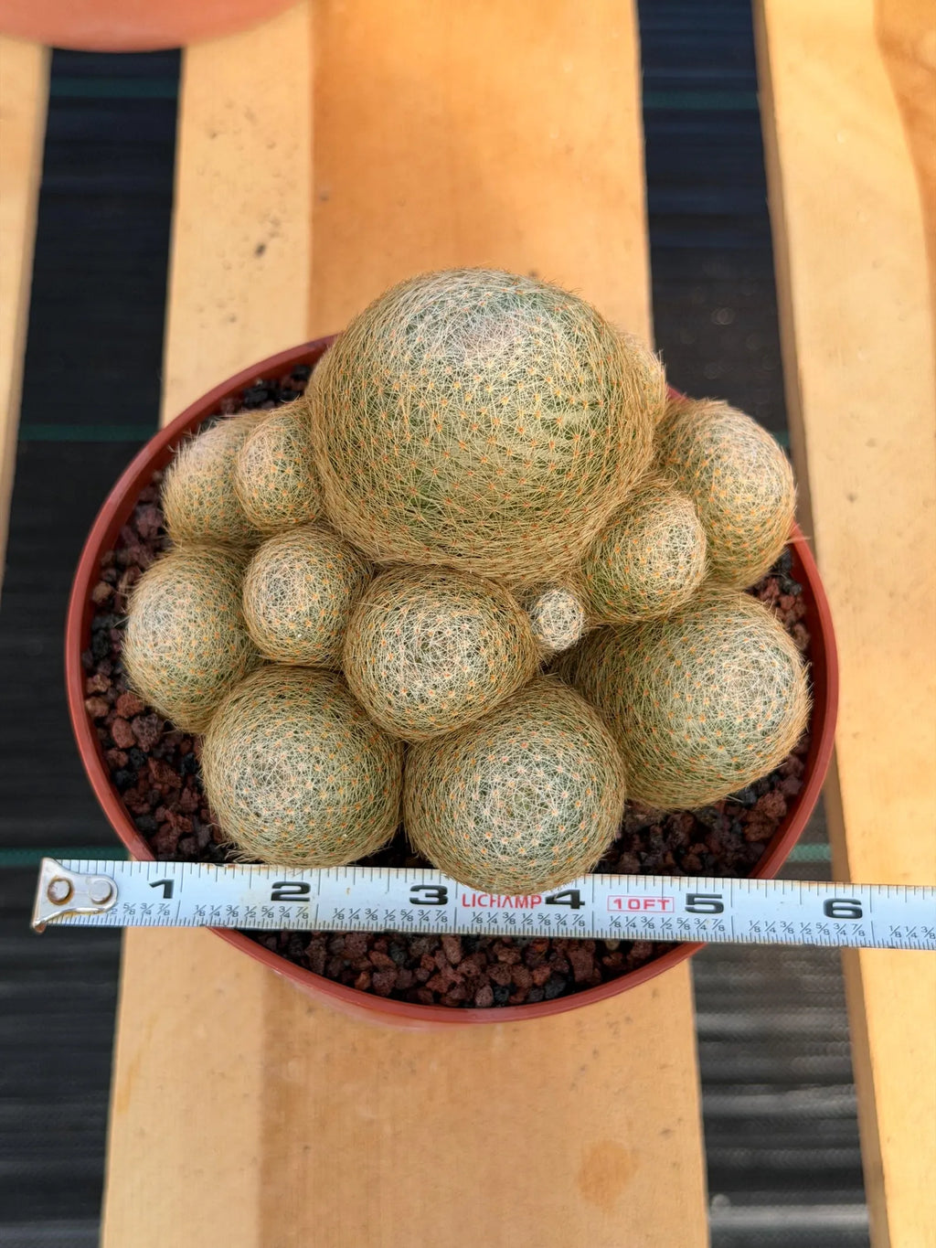 Mammillaria Lenta Cluster Golden Spine Form | Specimen Cactus