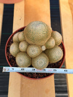 Mammillaria Lenta Cluster Golden Spine Form | Specimen Cactus