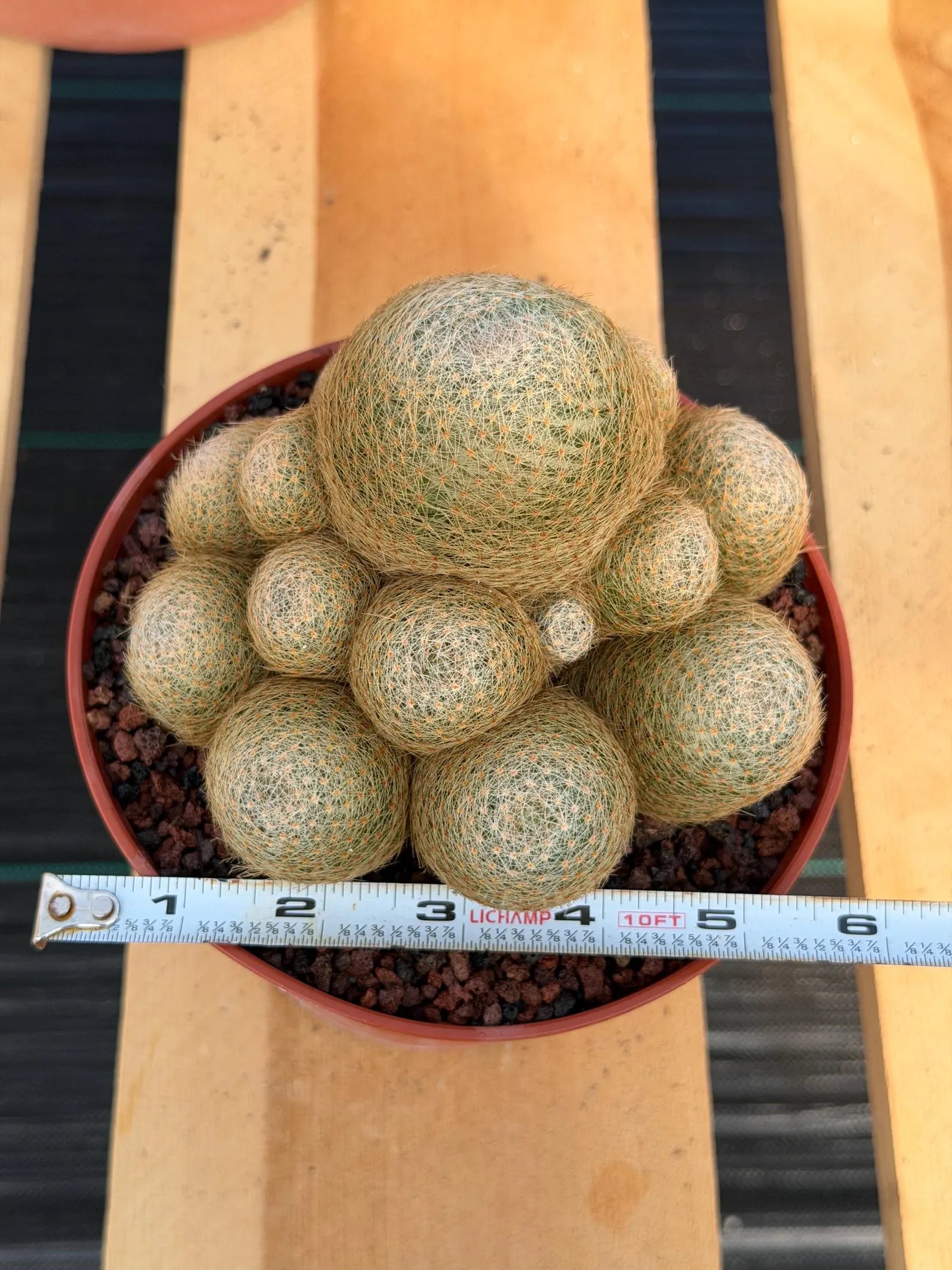 Mammillaria Lenta Cluster Golden Spine Form | Specimen Cactus