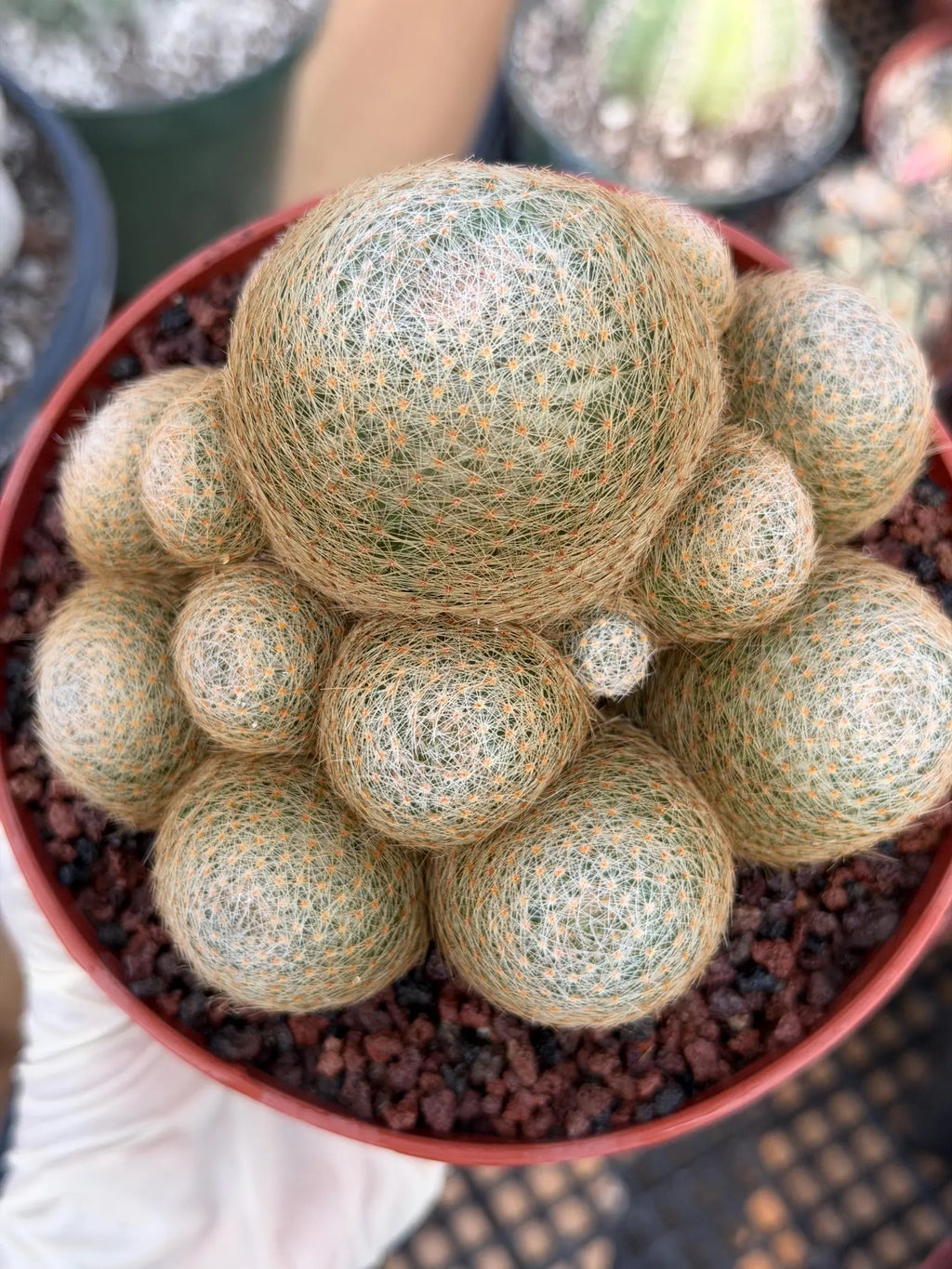 Mammillaria Lenta Cluster Golden Spine Form | Specimen Cactus