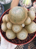 Mammillaria Lenta Cluster Golden Spine Form | Specimen Cactus