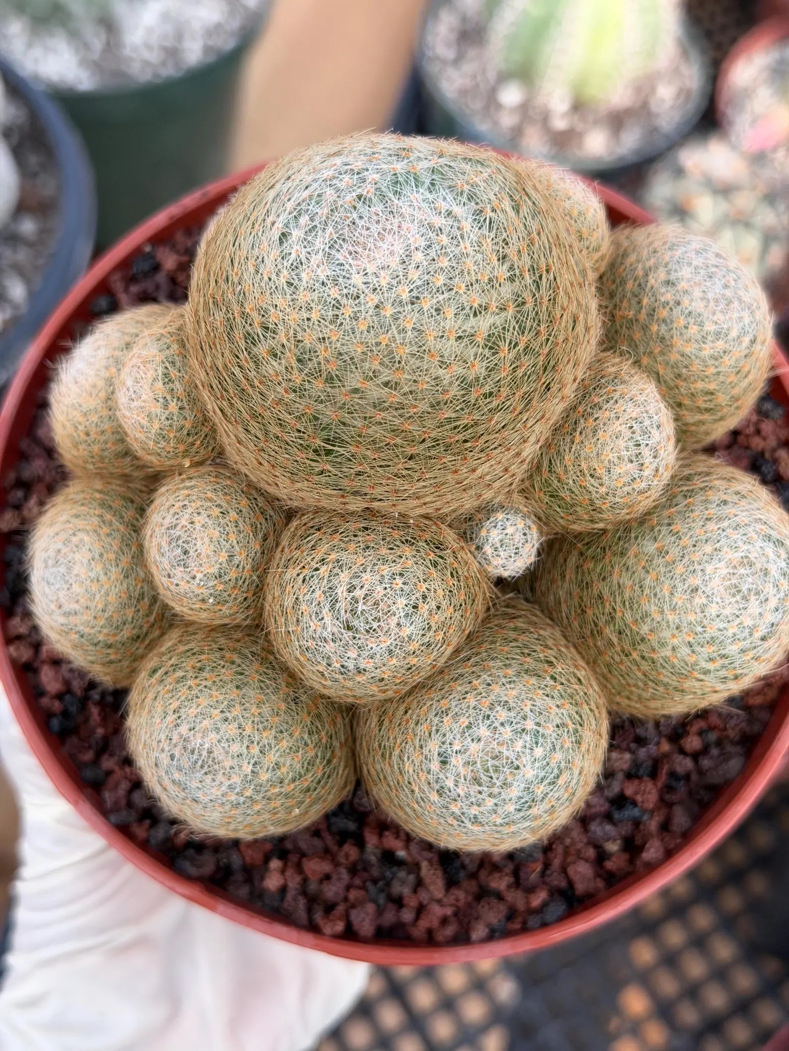 Mammillaria Lenta Cluster Golden Spine Form | Specimen Cactus