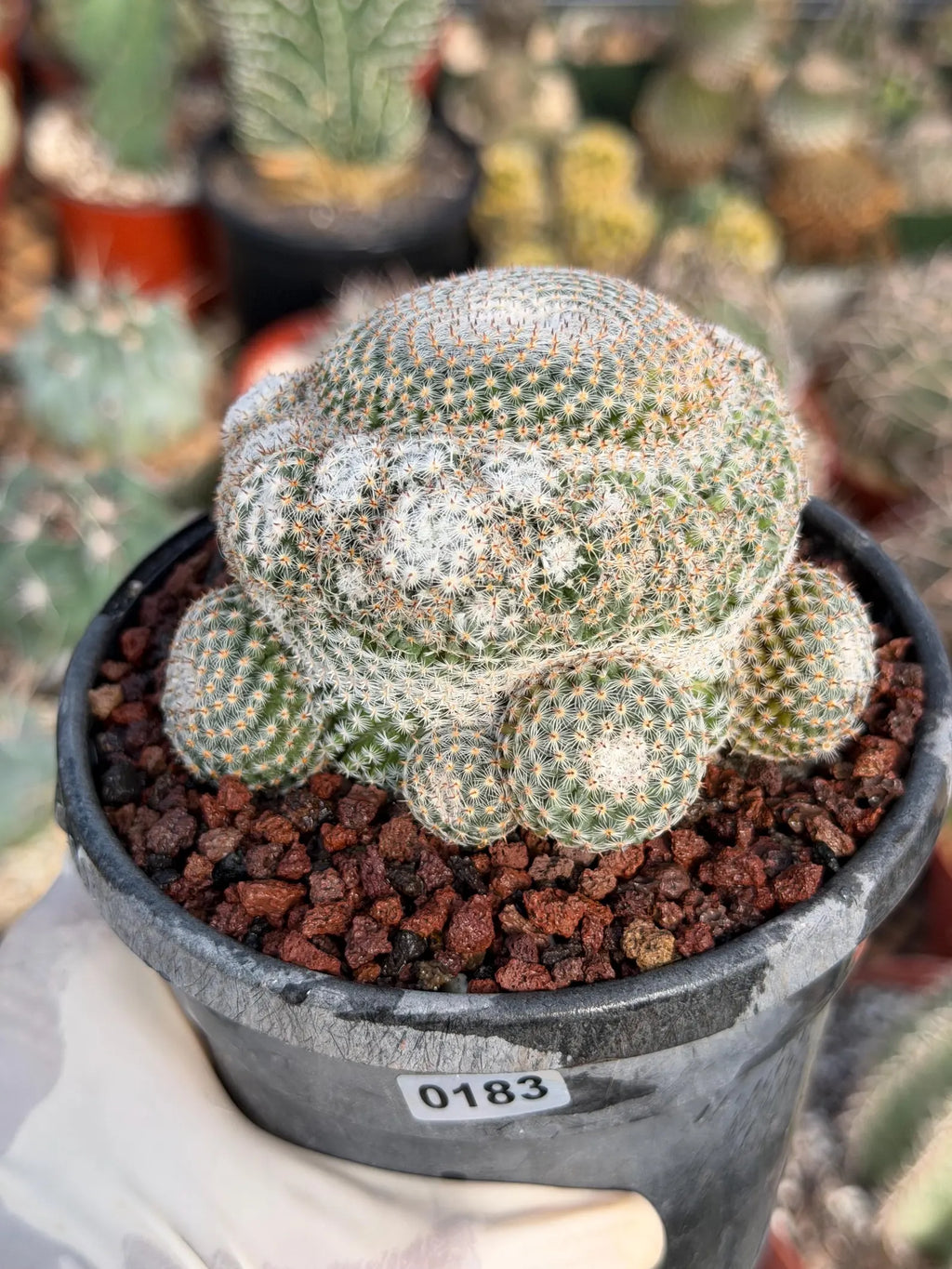 Mammillaria Perbella Cluster Rare Seed Grown Live Cactus – Exact Collector Plant #183