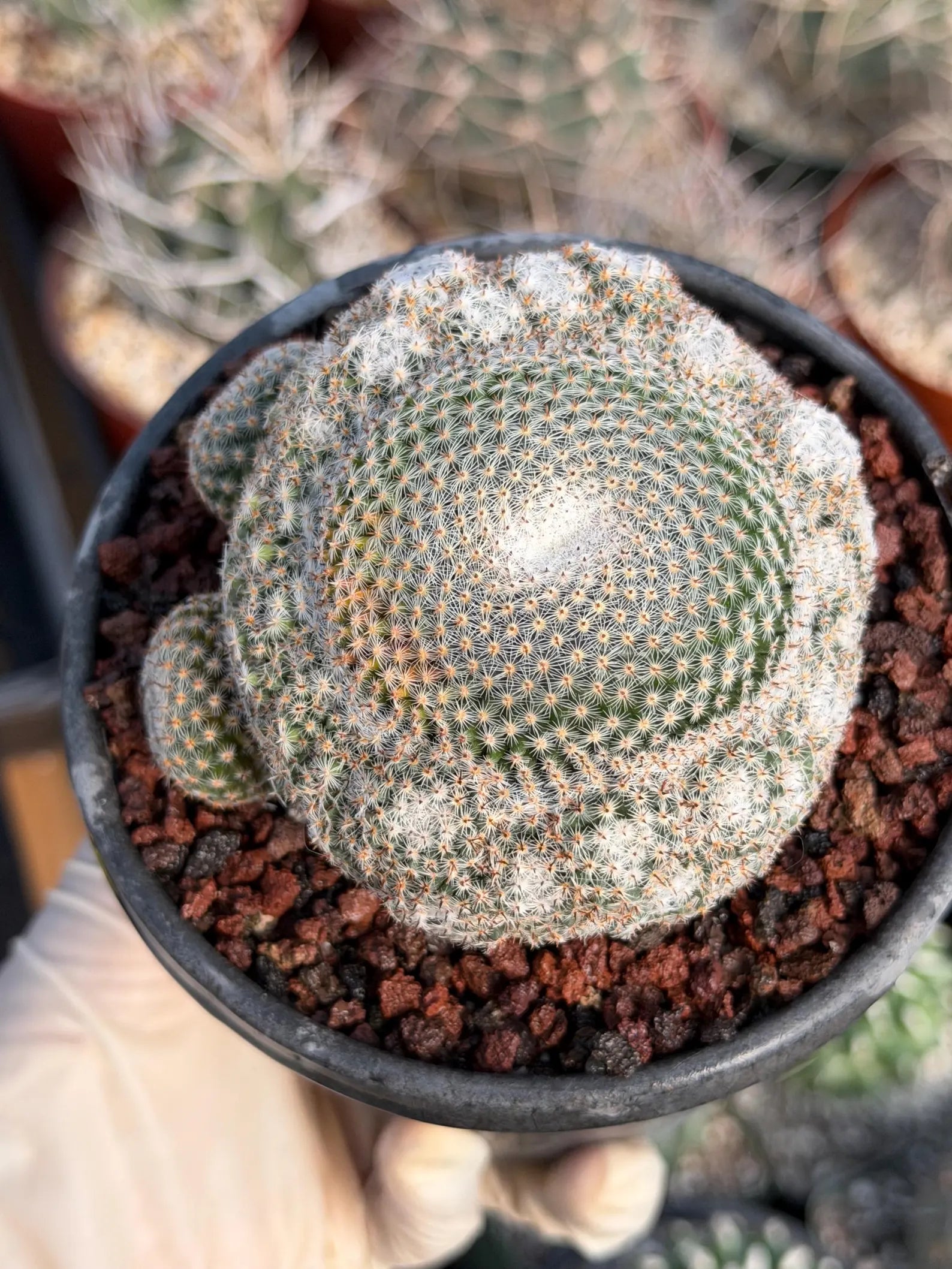 Mammillaria Perbella Cluster Rare Seed Grown Live Cactus – Exact Collector Plant #183