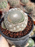 Mammillaria Perbella Cluster Rare Seed Grown Live Cactus – Exact Collector Plant #183