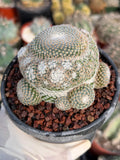 Mammillaria Perbella Cluster Rare Seed Grown Live Cactus – Exact Collector Plant #183