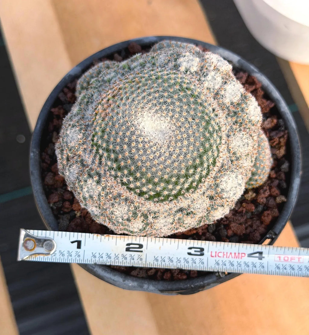Mammillaria Perbella Cluster Rare Seed Grown Live Cactus – Exact Collector Plant #183