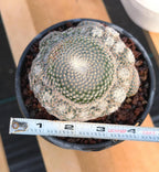 Mammillaria Perbella Cluster Rare Seed Grown Live Cactus – Exact Collector Plant #183