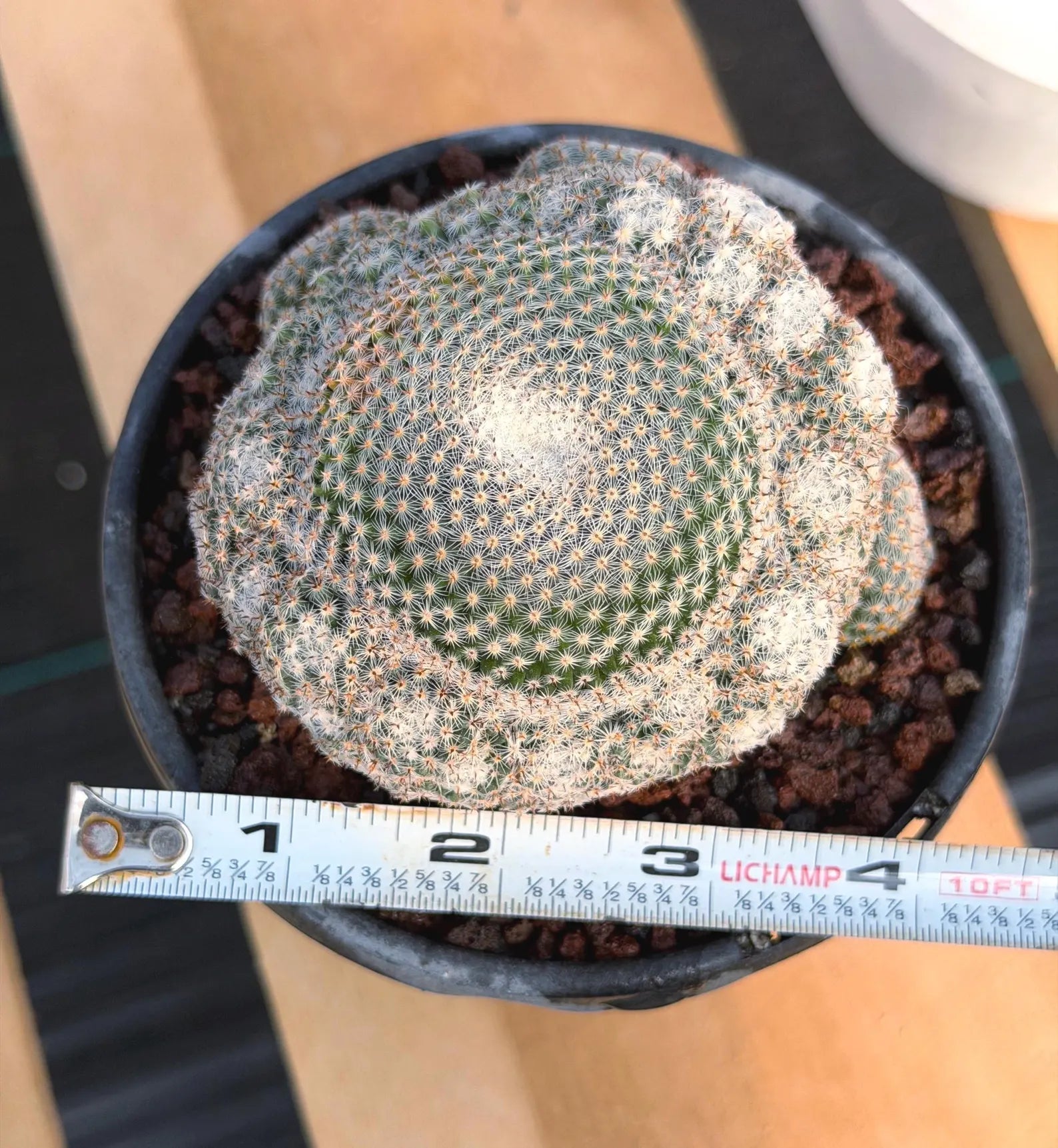 Mammillaria Perbella Cluster Rare Seed Grown Live Cactus – Exact Collector Plant #183