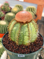 Variegated Melocactus Matanzanus with Orange Cephalium #371