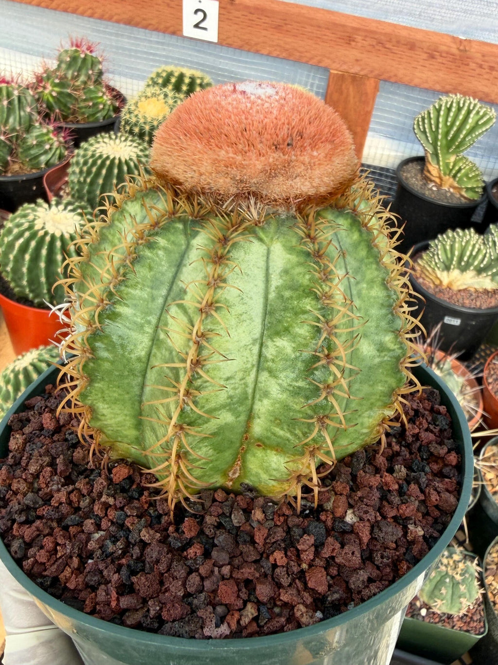 Variegated Melocactus Matanzanus with Orange Cephalium #371