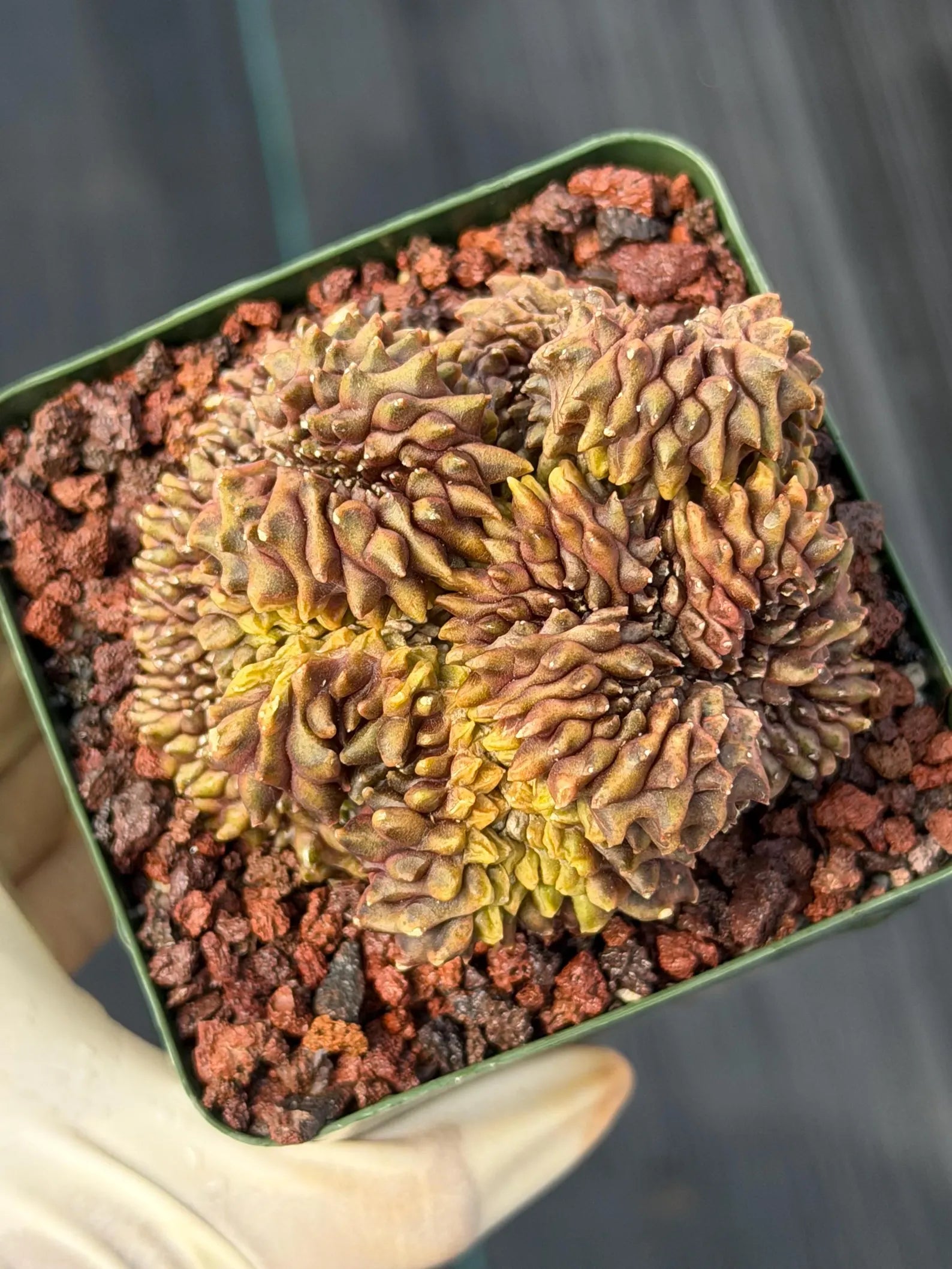 Crested Gymnocalycium Mihanovichii | Rare Live Cactus #351