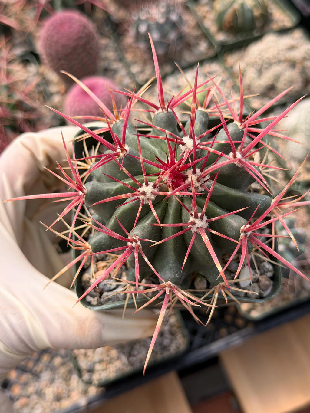 Ferocactus Gracilis Live Cactus | Rare Barrel Cactus | 6-Inch Succulent Plant