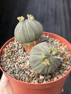 Euphorbia Obesa Dichot Rare Succulent – Live Plant #325