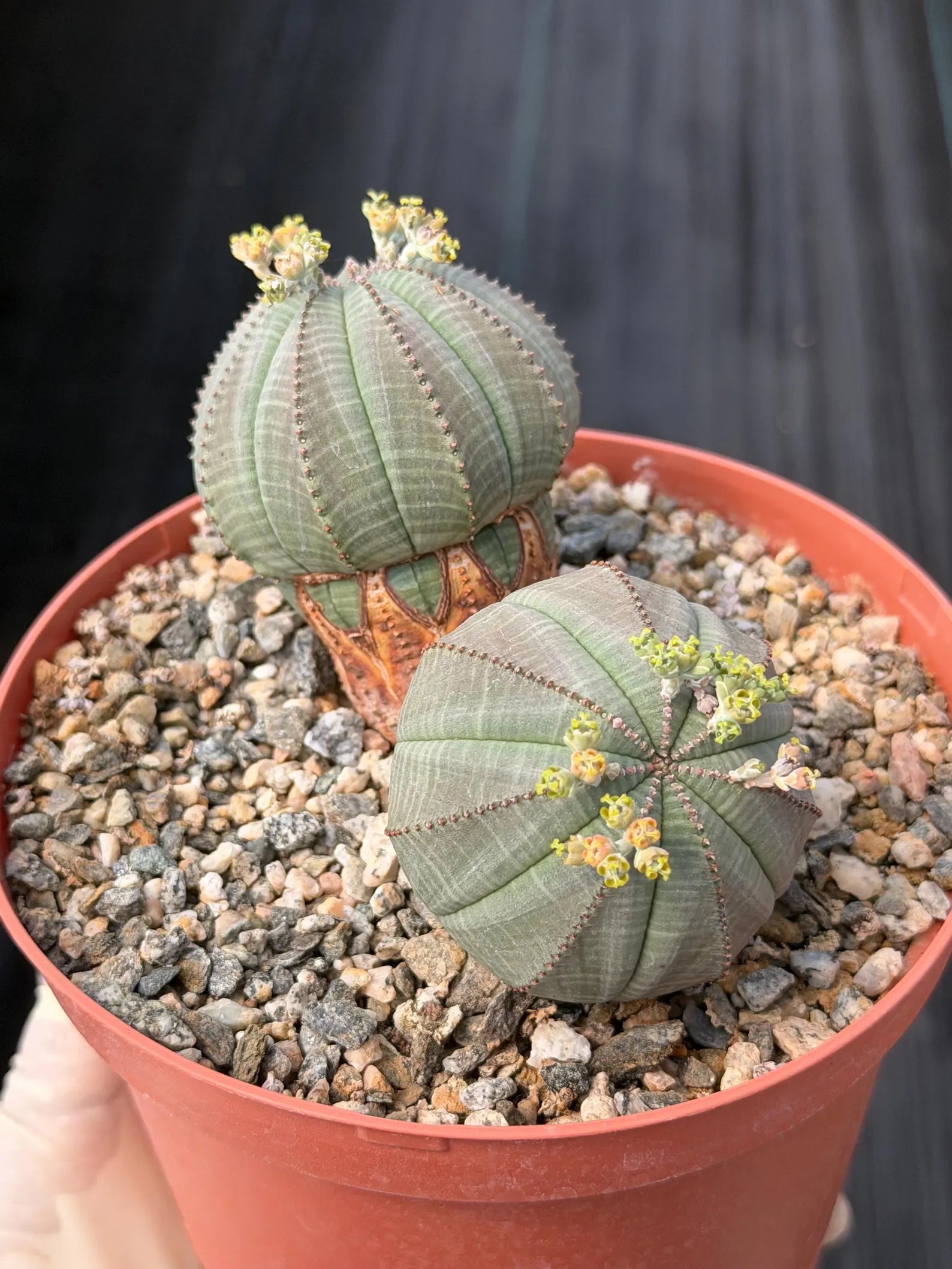 Euphorbia Obesa Dichot Rare Succulent – Live Plant #325