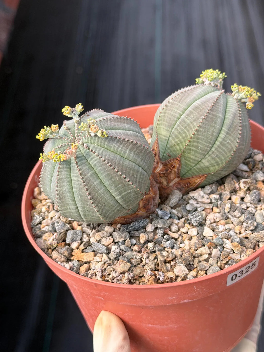 Euphorbia Obesa Dichot Rare Succulent – Live Plant #325