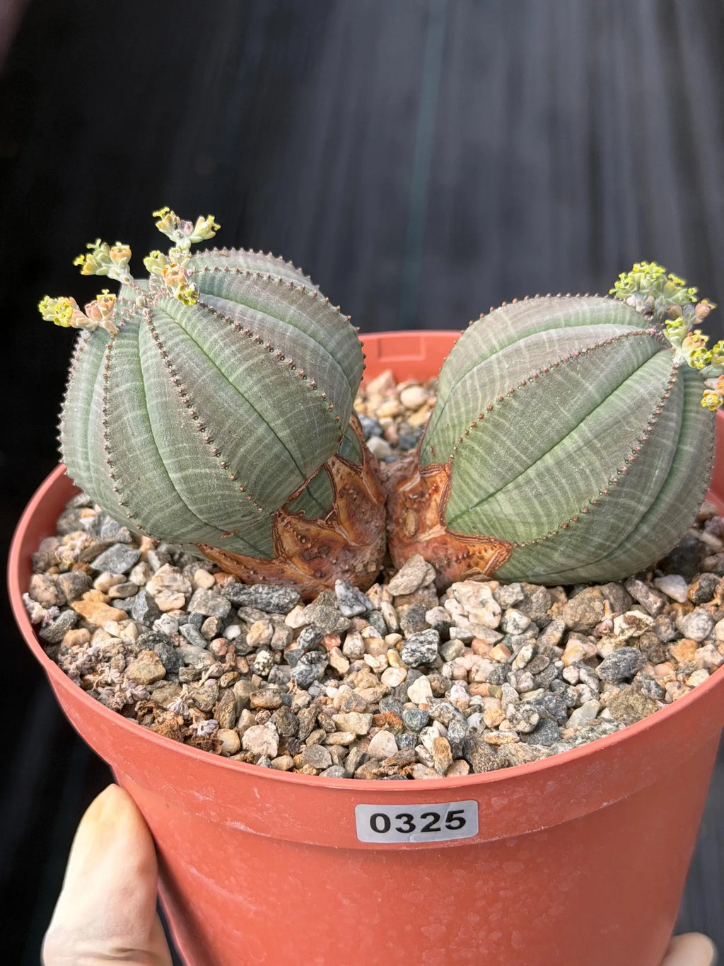 Euphorbia Obesa Dichot Rare Succulent – Live Plant #325
