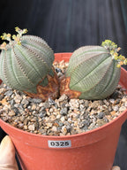 Euphorbia Obesa Dichot Rare Succulent – Live Plant #325