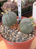 Euphorbia Obesa Dichot Rare Succulent – Live Plant #325