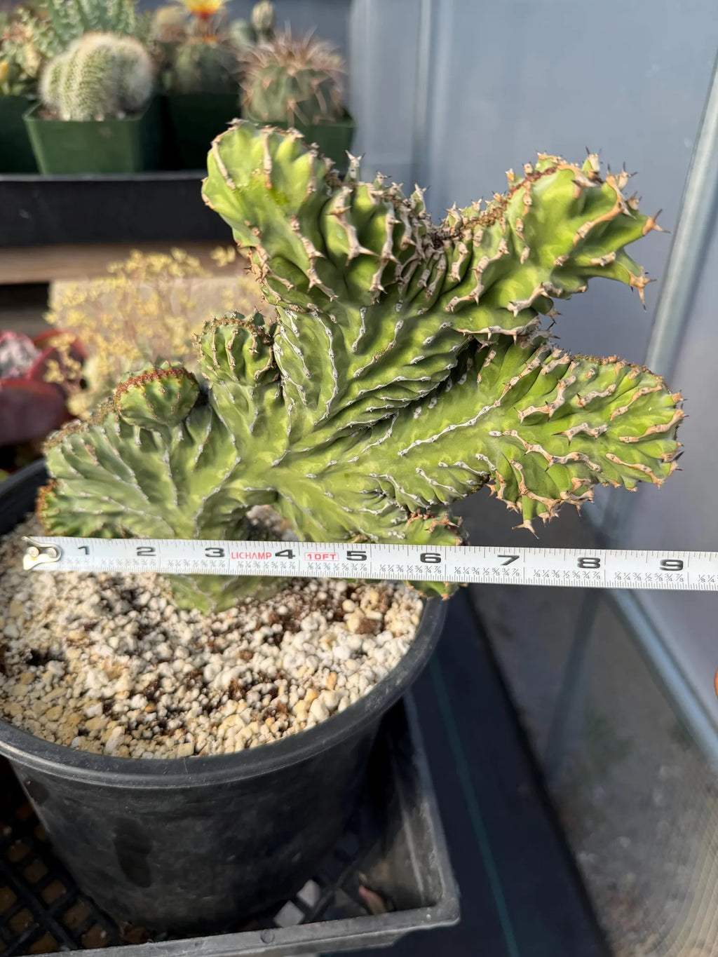Crested Euphorbia Zigzag | Rooted Cutting | Rare Live Plant