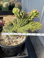 Crested Euphorbia Zigzag | Rooted Cutting | Rare Live Plant
