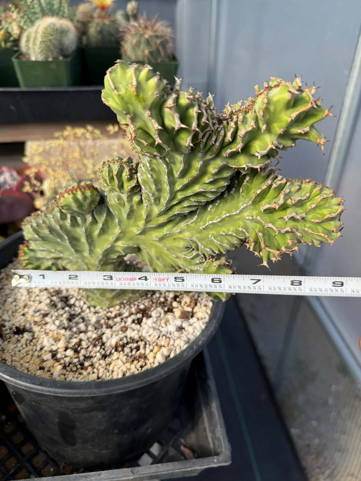 Crested Euphorbia Zigzag | Rooted Cutting | Rare Live Plant