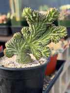 Crested Euphorbia Zigzag | Rooted Cutting | Rare Live Plant