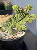 Crested Euphorbia Zigzag | Rooted Cutting | Rare Live Plant