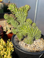 Crested Euphorbia Zigzag | Rooted Cutting | Rare Live Plant