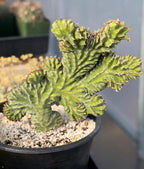 Crested Euphorbia Zigzag | Rooted Cutting | Rare Live Plant