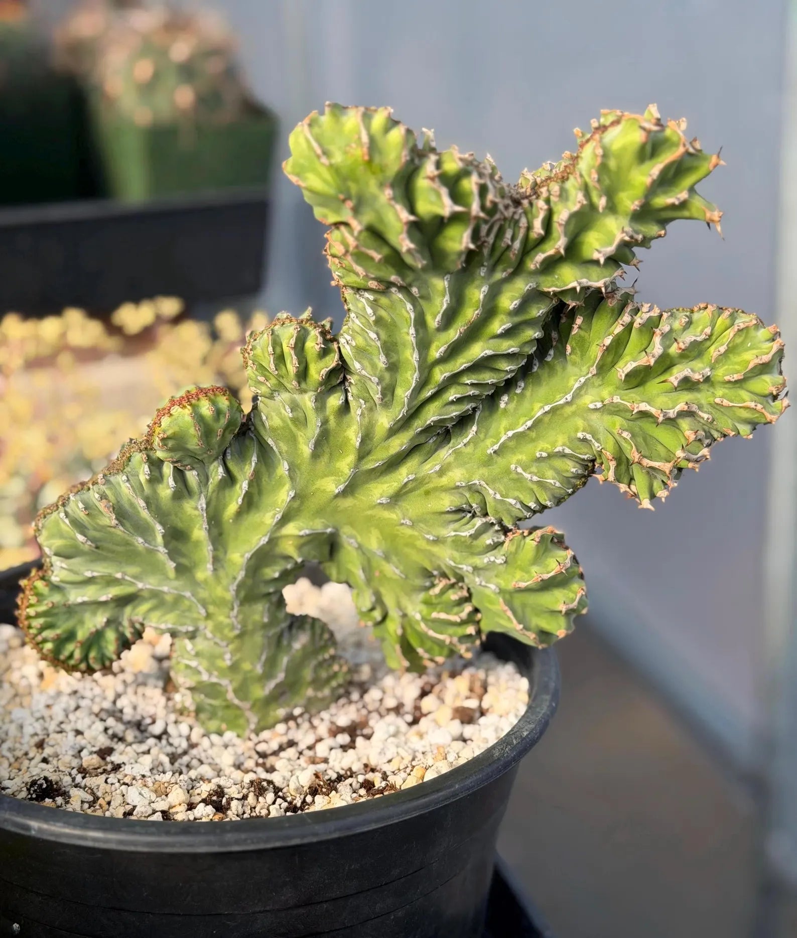 Crested Euphorbia Zigzag | Rooted Cutting | Rare Live Plant