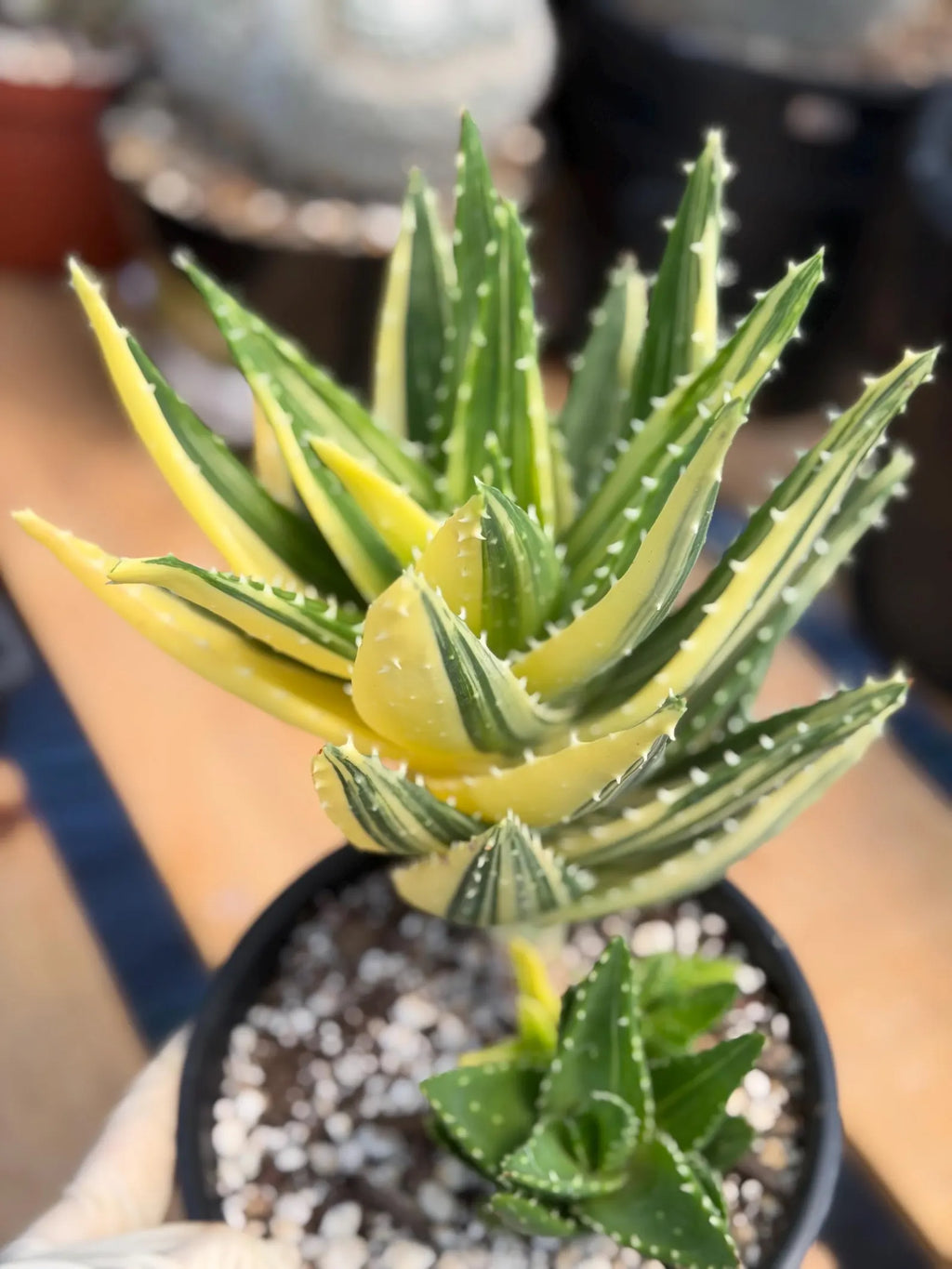 Variegated Aloe Nobilis with Pups | Large Rare Live Succulent Plant
